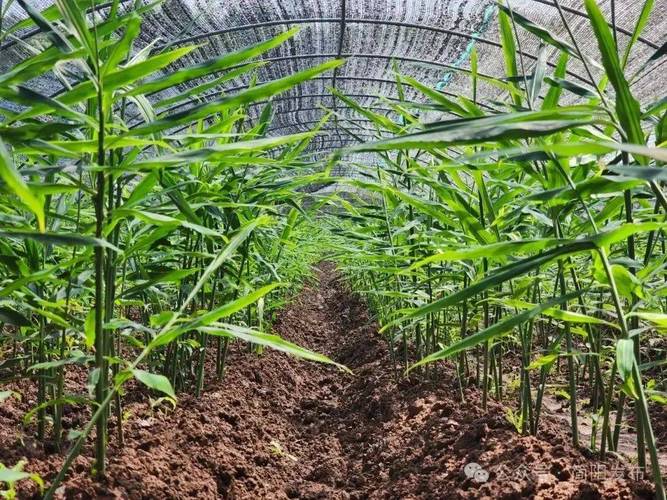 大姜种植技术视频有哪些要点？-图3