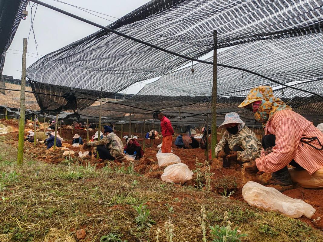 黄精种植技术视频有哪些要点？-图1