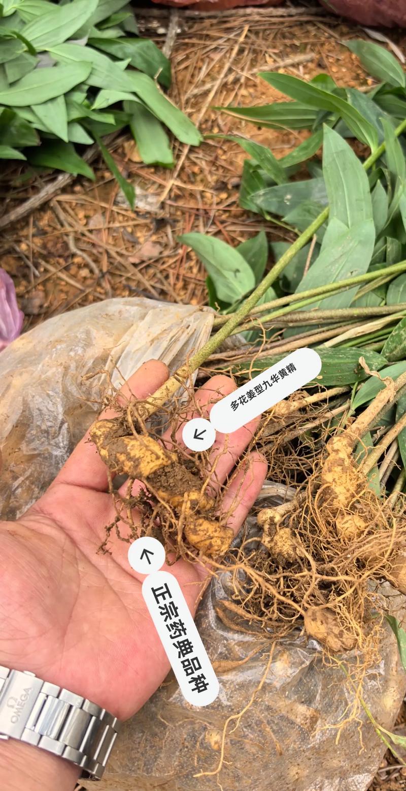 黄精种植技术视频有哪些要点？-图3