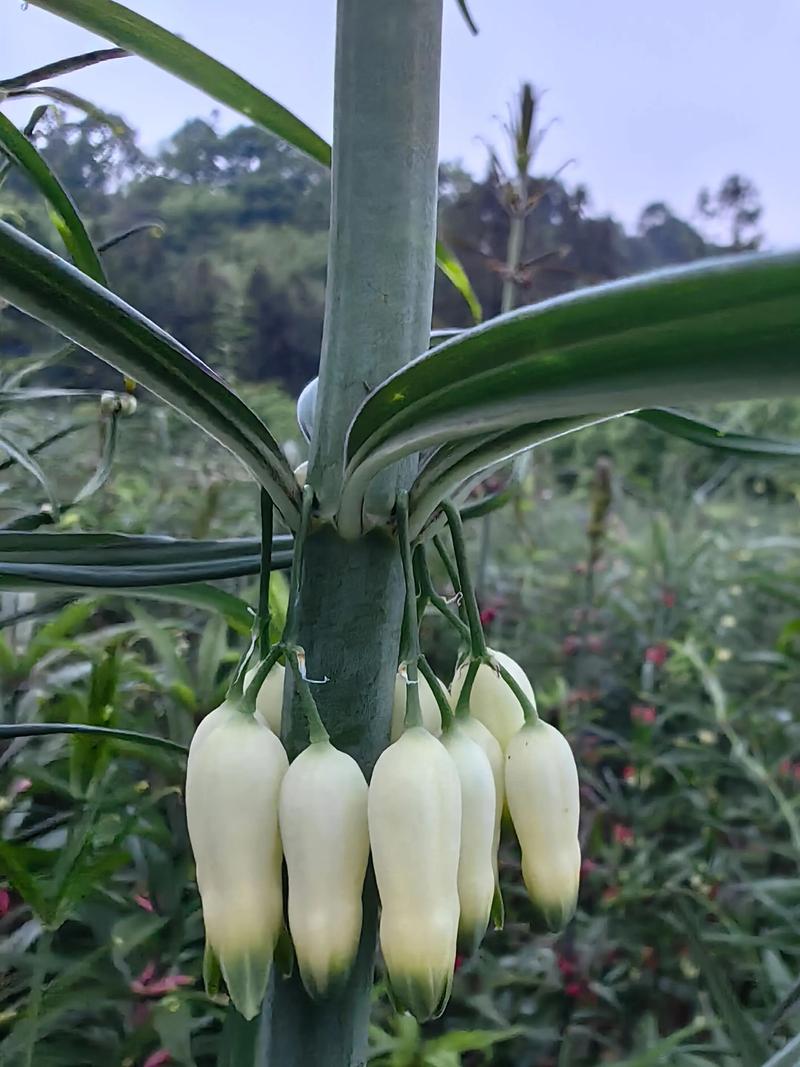 黄精种植技术视频有哪些要点？-图2