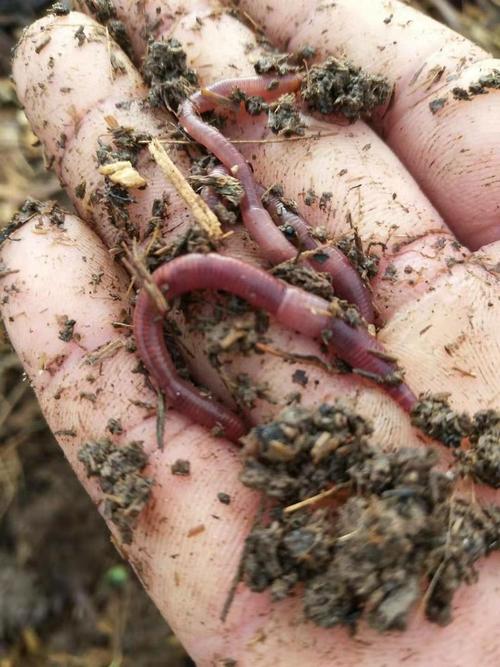 太平2号蚯蚓养殖技术要点有哪些？-图1