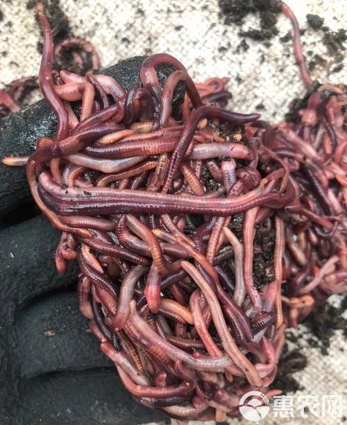 太平2号蚯蚓养殖技术要点有哪些？-图3