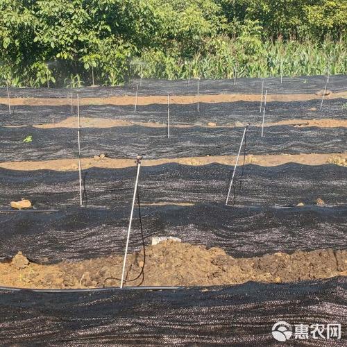 太平2号蚯蚓养殖技术要点有哪些？-图2