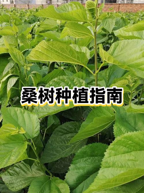 桑树插杆怎么种？技术要点有哪些？-图2