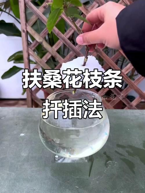 桑树插杆怎么种？技术要点有哪些？-图1