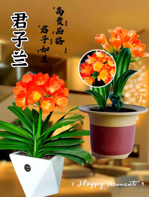 君子兰品种图片欣赏-图2