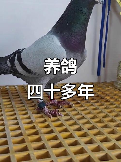 全国乳鸽最新价，各地差多少？-图2