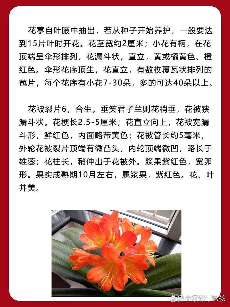 长春君子兰品种，哪种最值得养？-图3