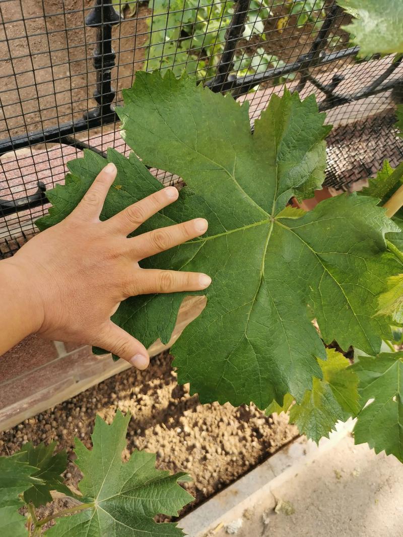 巨峰葡萄夏季管理关键技术有哪些？-图2