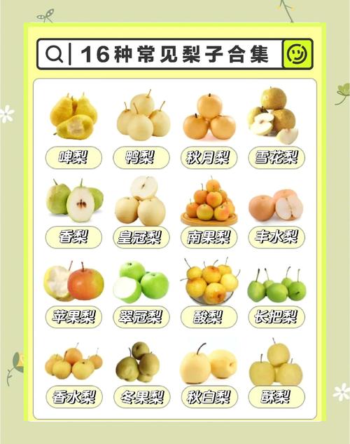 哪里能买到好品种的梨子？-图1
