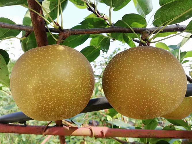 哪里能买到好品种的梨子？-图2