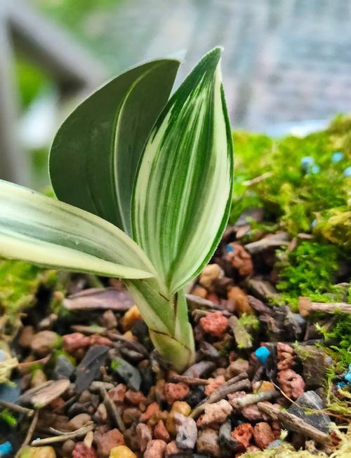 兔耳兰花有哪些常见品种？-图1