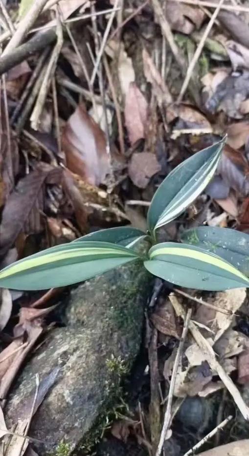 兔耳兰花有哪些常见品种？-图2