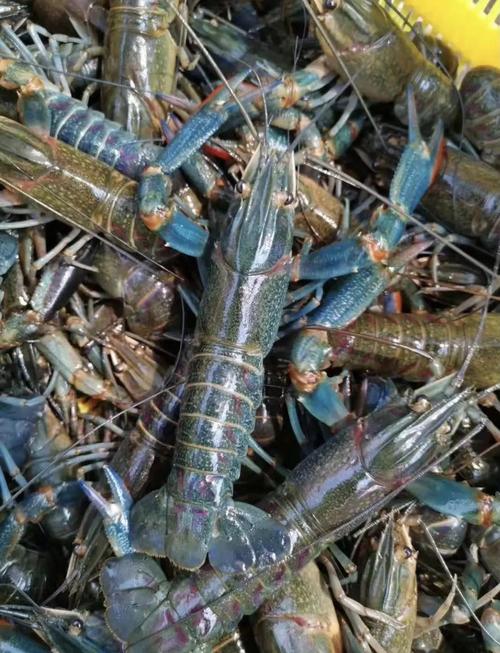 淡水大龙虾有哪些常见养殖品种？-图1