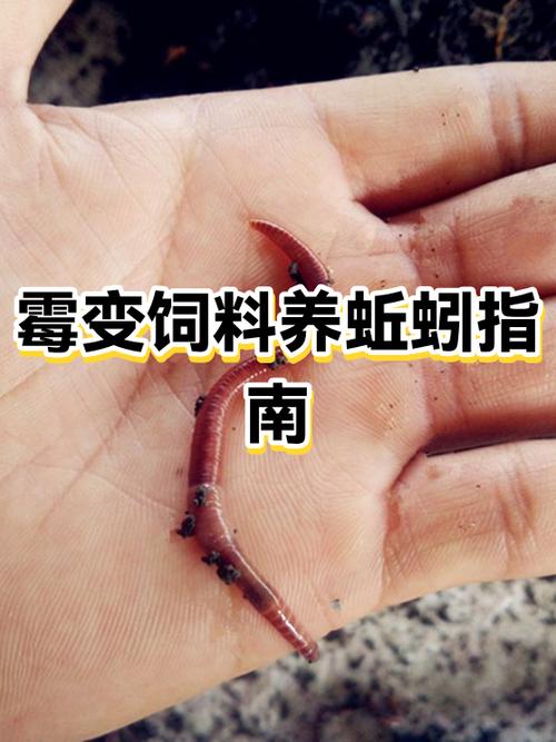 盆养蚯蚓怎么养？技术要点有哪些？-图2