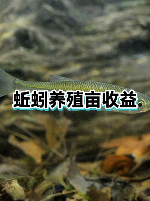 盆养蚯蚓怎么养？技术要点有哪些？-图3