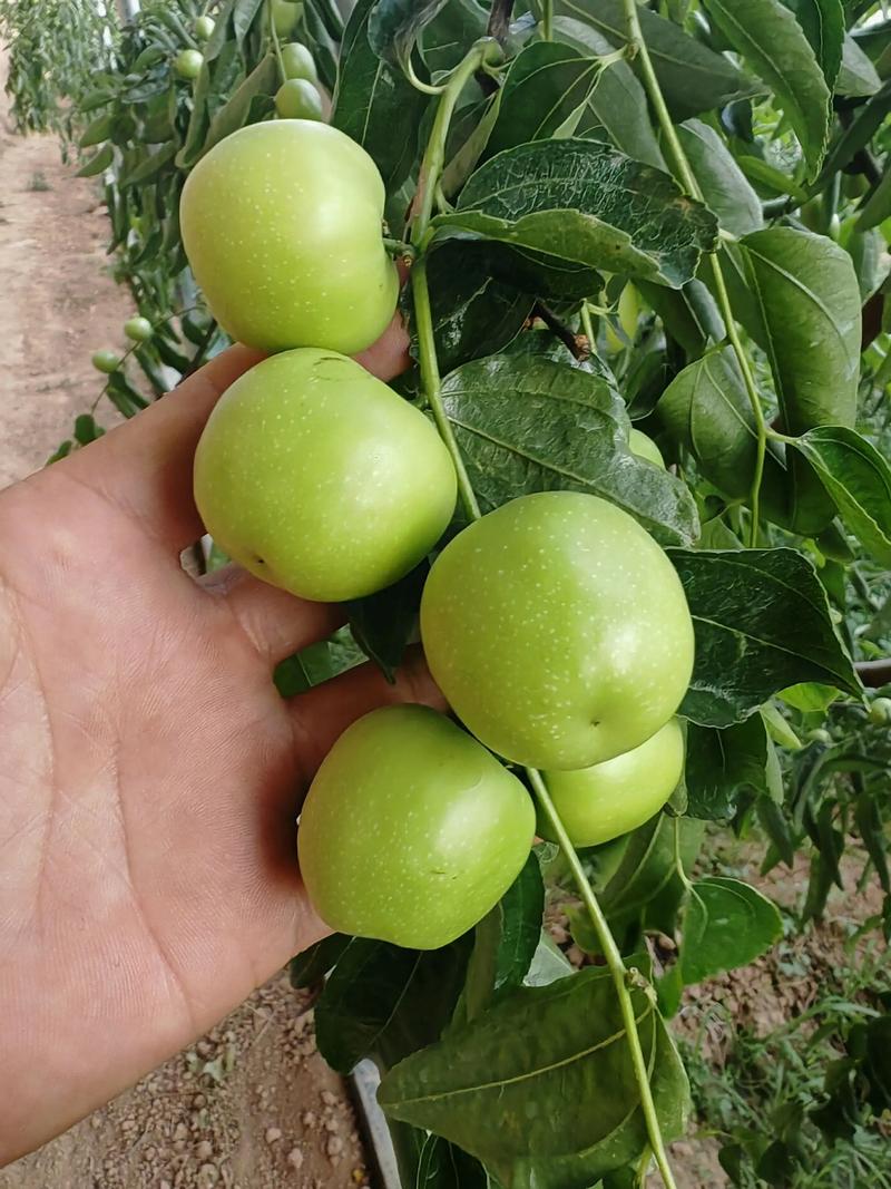 冬枣大棚管理有哪些关键技术要点？-图1