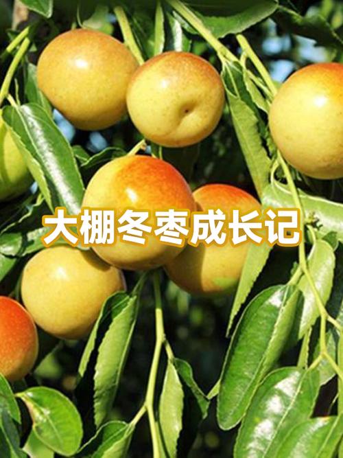 冬枣大棚管理有哪些关键技术要点？-图2