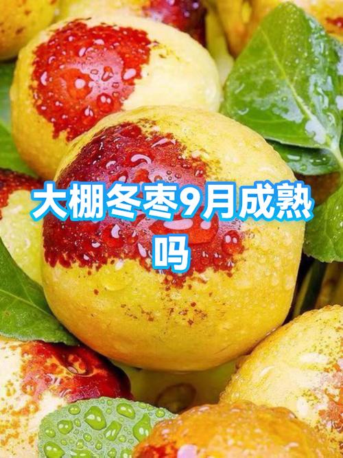 冬枣大棚管理有哪些关键技术要点？-图3