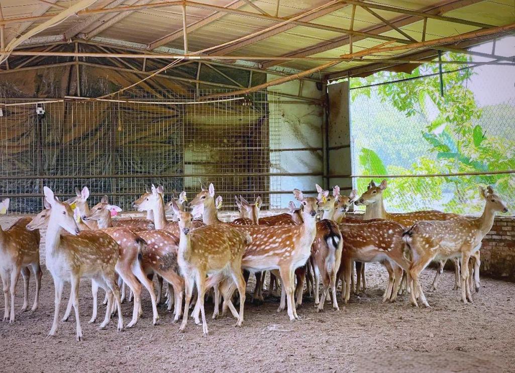 鹿的养殖品种有哪些？-图1