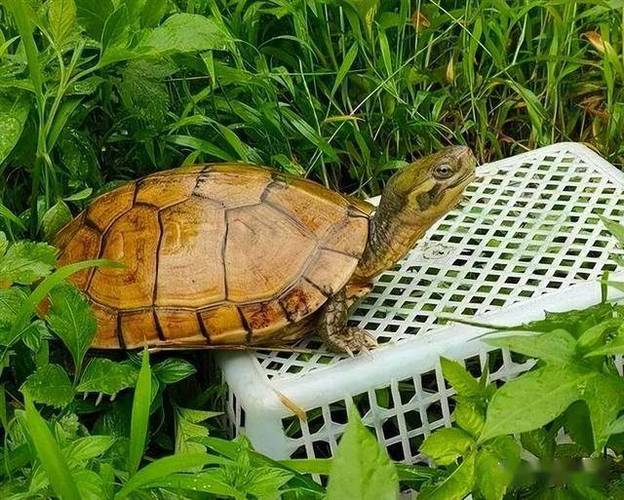 2025年龟价为何普涨？-图1