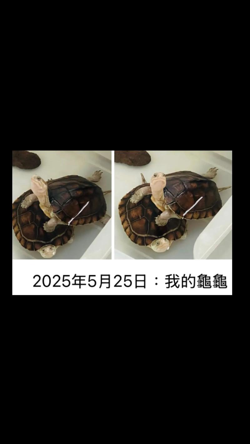 2025年龟价为何普涨？-图2