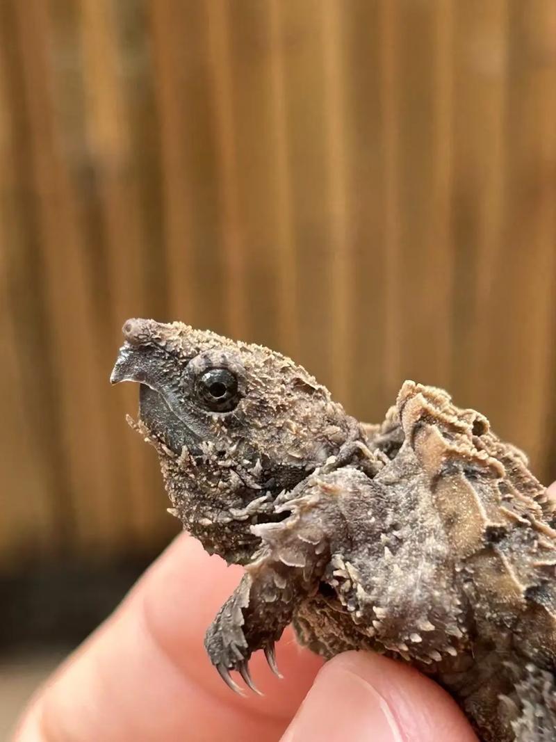 2025年龟价为何普涨？-图3