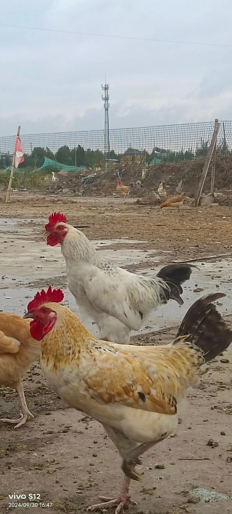 柴鸡哪个品种产蛋量最高？-图1