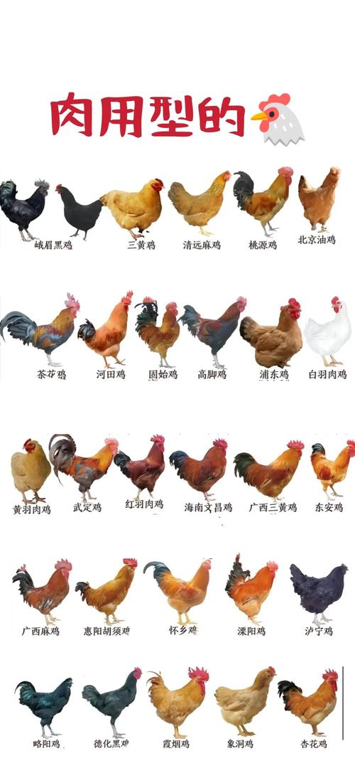 柴鸡哪个品种产蛋量最高？-图3