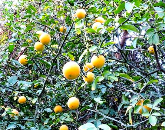 橘子树不长刺的品种-图1
