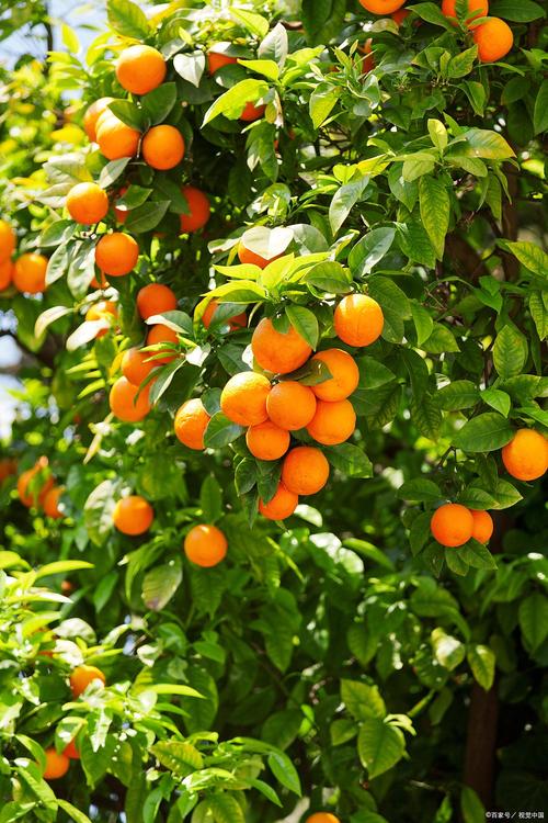 橘子树不长刺的品种-图2