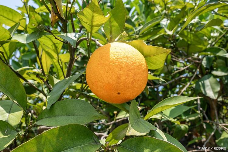 橘子树不长刺的品种-图3