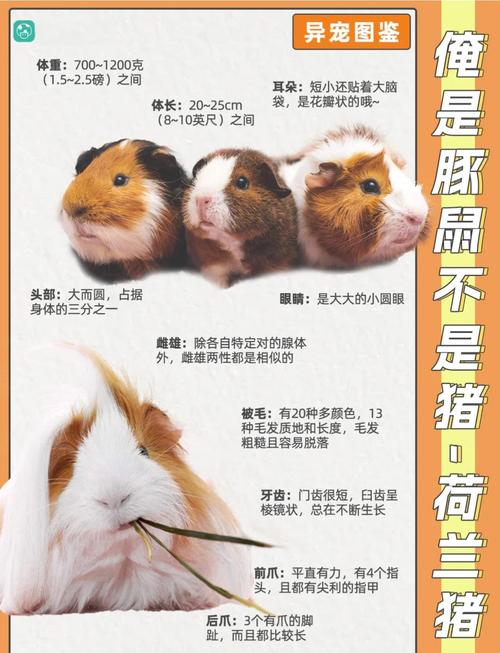 猪的品种及外貌特征-图1