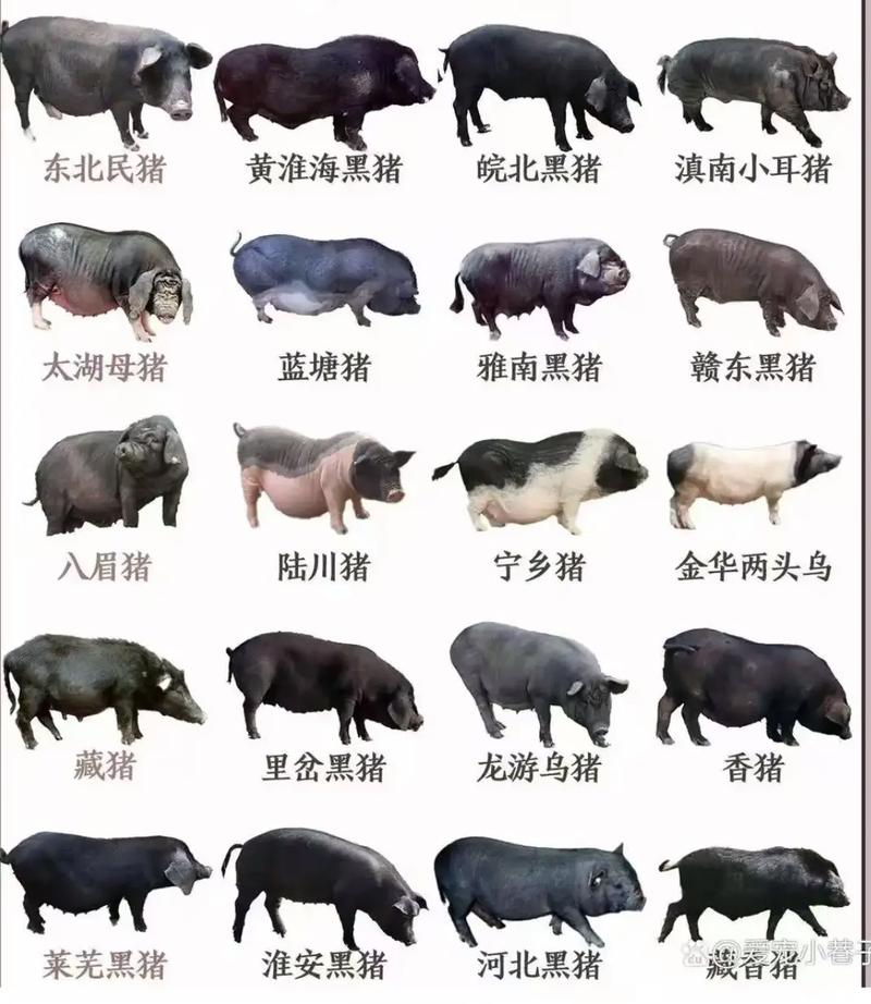 猪的品种及外貌特征-图3