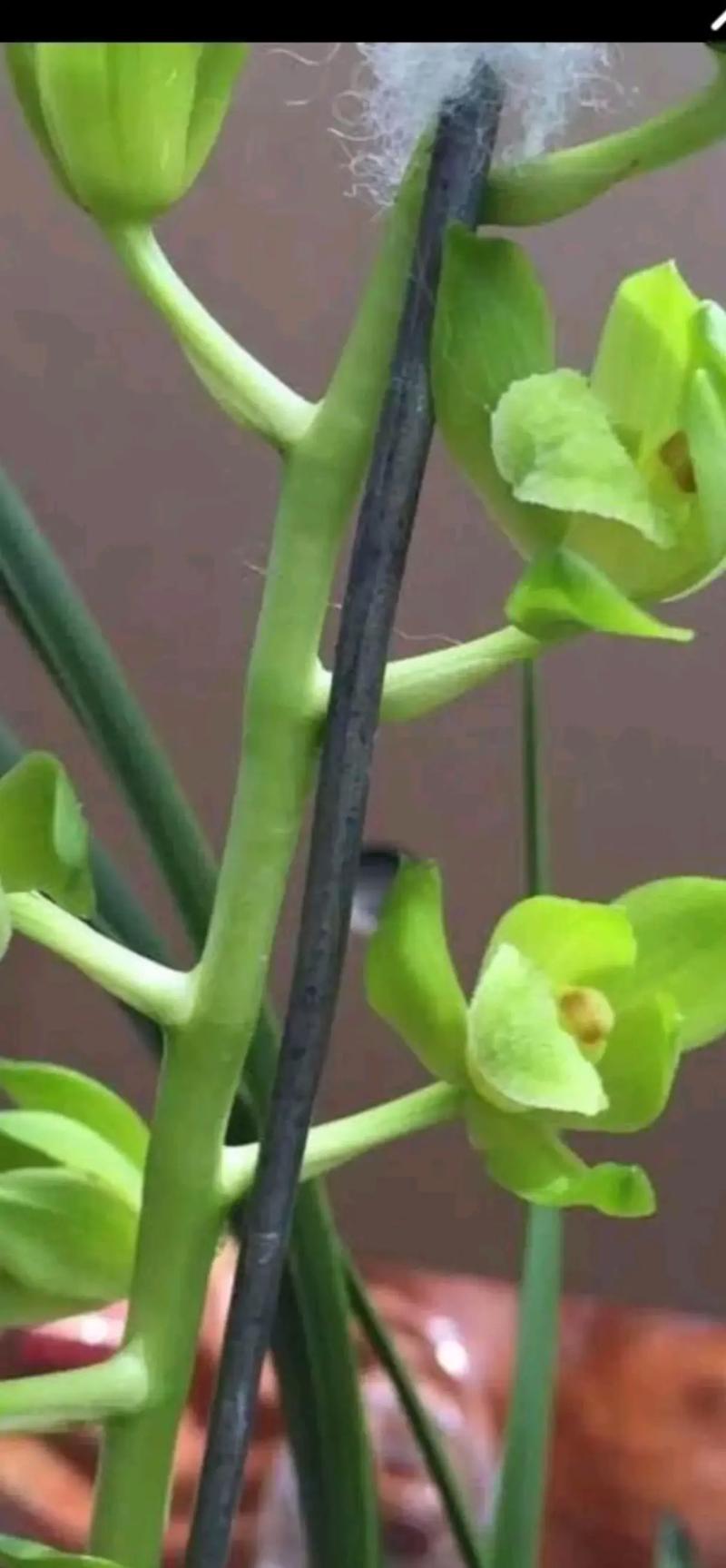 蕙兰素花有哪些品种-图1