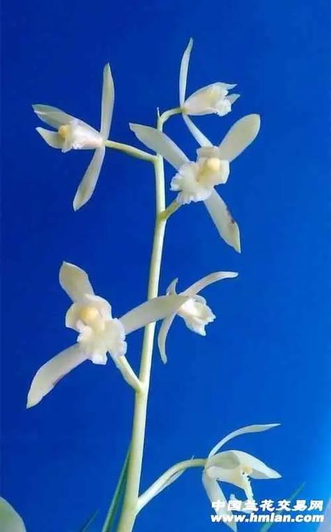 蕙兰素花有哪些品种-图2