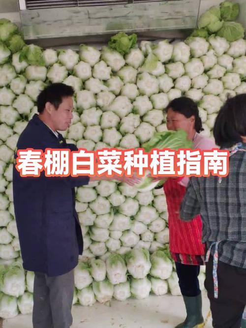早春白菜种植技术要点有哪些？-图2