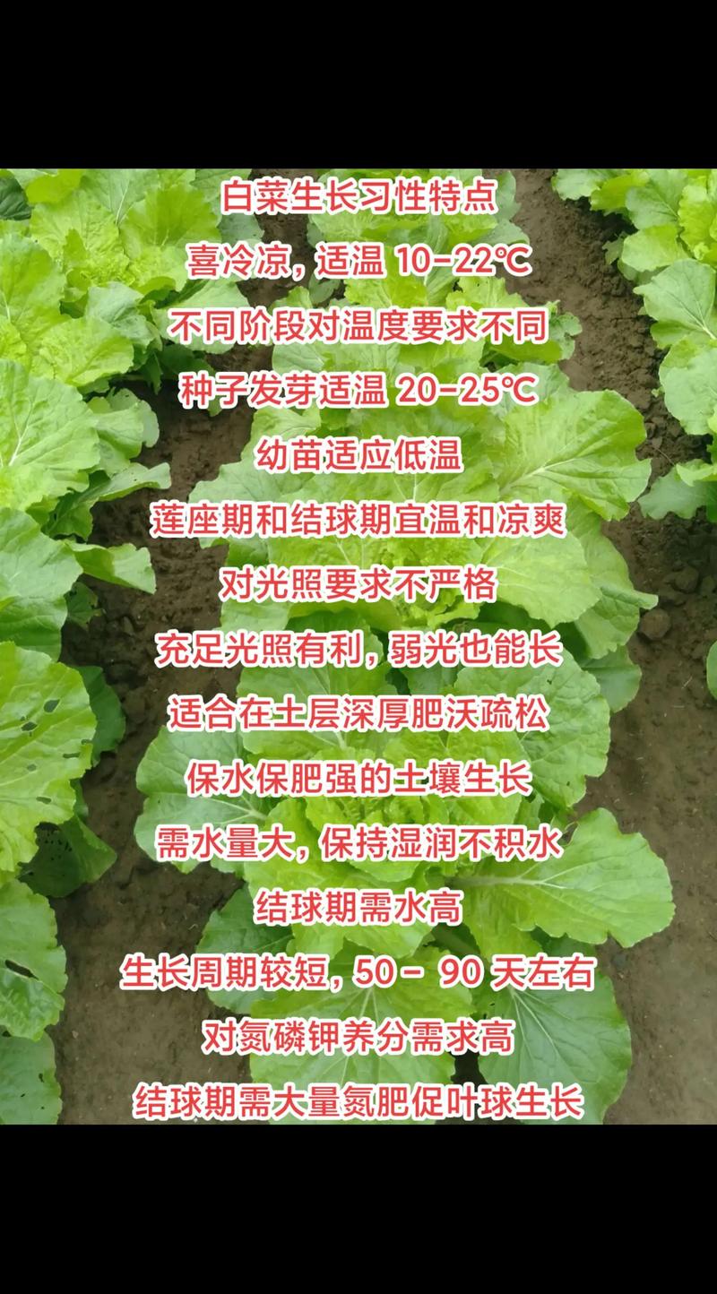 早春白菜种植技术要点有哪些？-图1