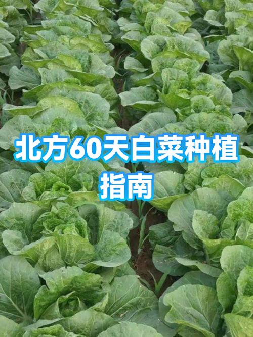 早春白菜种植技术要点有哪些？-图3