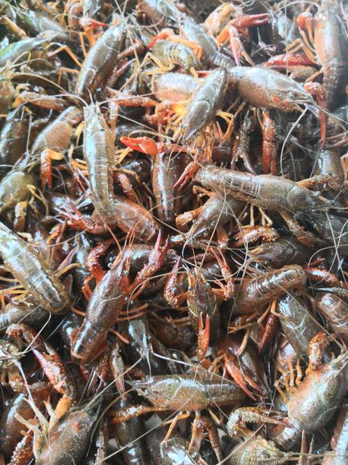 池塘里的虾是什么品种？-图1