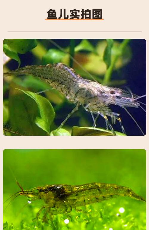 池塘里的虾是什么品种？-图2