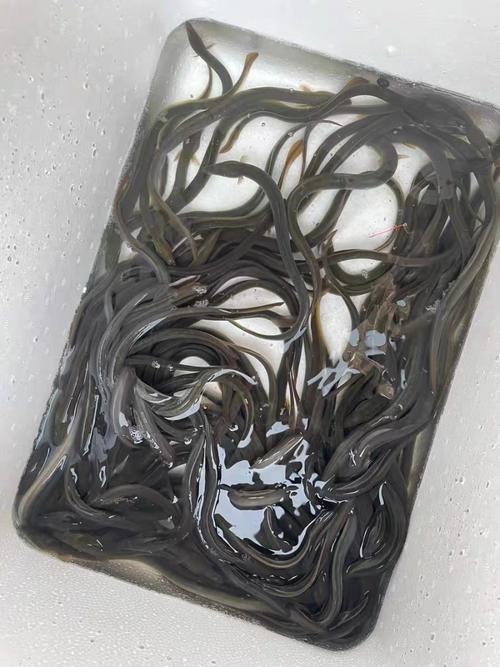 2025年鳗鱼苗价格-图2