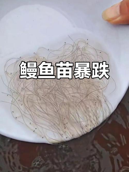 2025年鳗鱼苗价格-图1