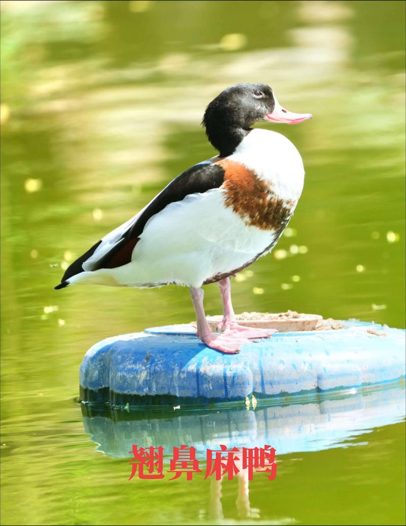 什么鸭子品种长得最快？-图3