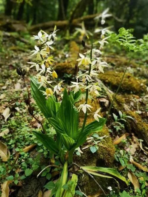 哪些兰花品种被列为重点保护？-图2