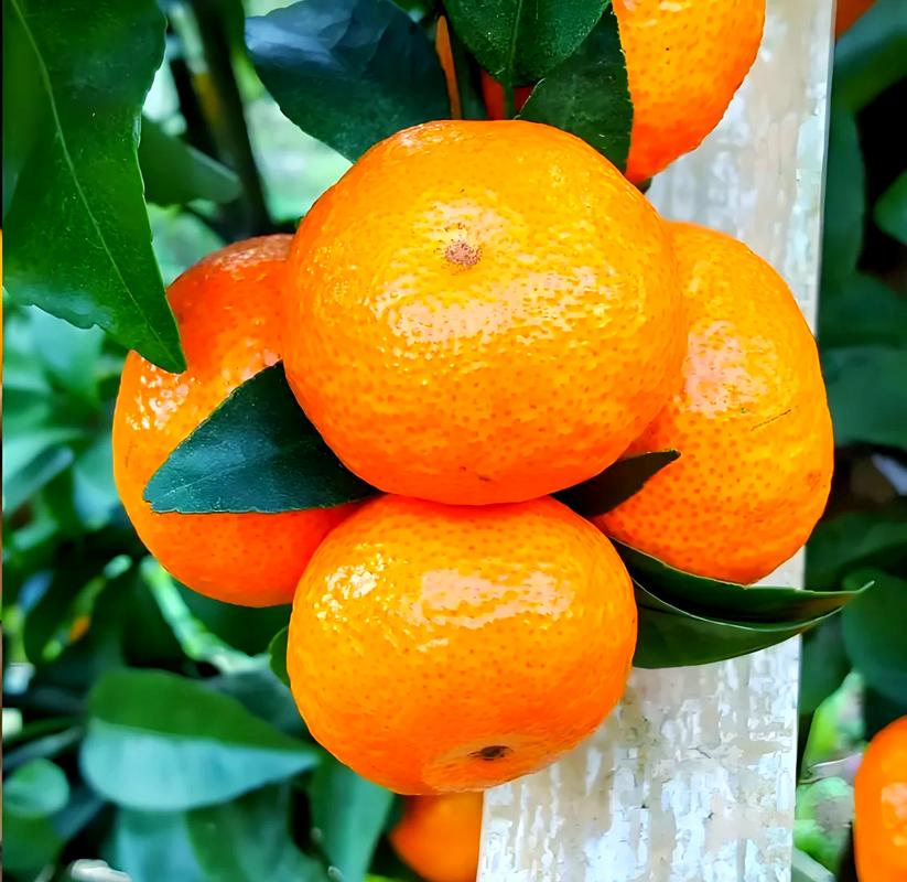 砂糖桔品种怎么选？-图2