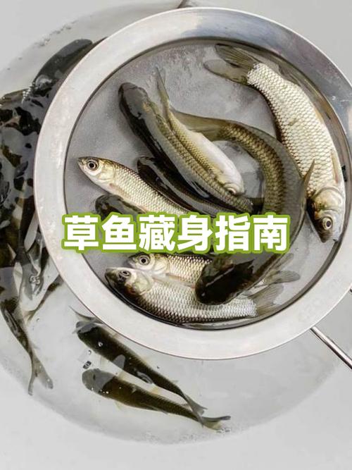 草鱼池塘高产养殖技术有哪些关键要点？-图2