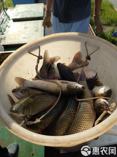 草鱼池塘高产养殖技术有哪些关键要点？-图3