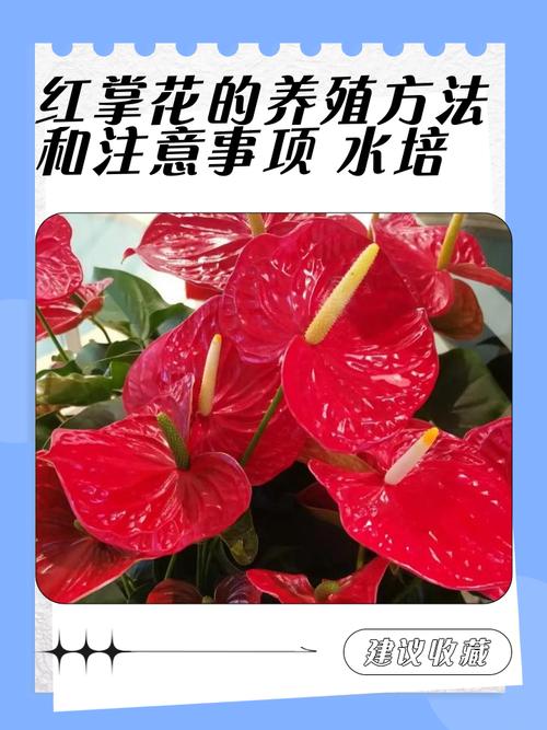 花卉养殖视频教程，新手怎么学？-图3