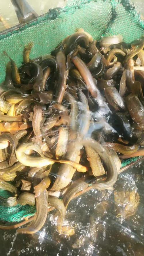 今日泥鳅价格多少钱一斤？-图3